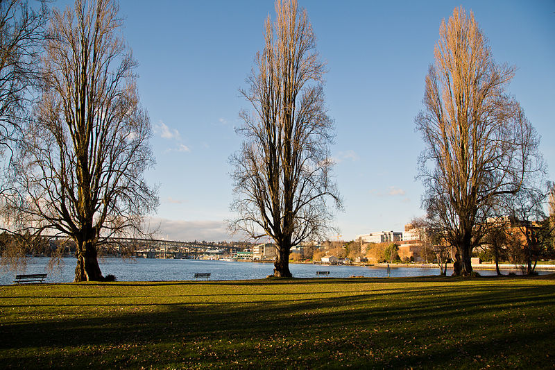 West Montlake Park, January 2013